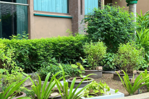 Organic garden at Novotel Phuket Vintage Park