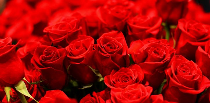 red-roses-for-valentines-day-61-2